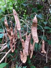 Senegalia nitidifolia