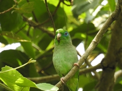 Forpus conspicillatus