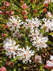 Pimelea sylvestris