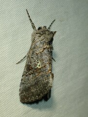 Syngrapha viridisigma