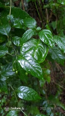 Solanum pittosporifolium