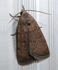 Micrathetis