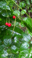 Solanum pittosporifolium
