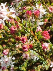 Pimelea sylvestris