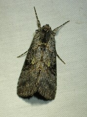 Syngrapha viridisigma