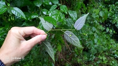 Solanum pittosporifolium