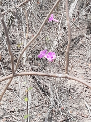 Ipomoea ternifolia