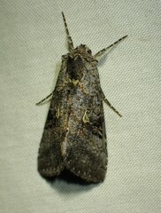 Syngrapha viridisigma