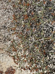 Eriogonum heermannii