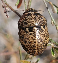 Orsilochides guttata