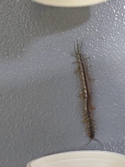 Hemiscolopendra marginata