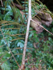 Senegalia nitidifolia