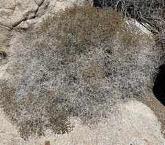 Eriogonum heermannii