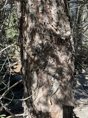 Abies concolor