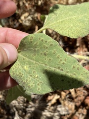 Puccinia helianthi