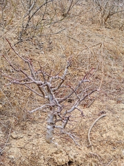 Bursera graveolens