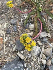 Ivesia lycopodioides