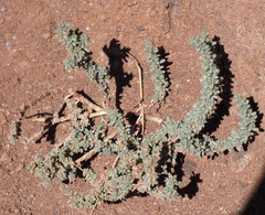 Halogeton glomeratus