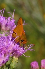 Hesperia meskei straton
