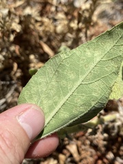 Puccinia helianthi
