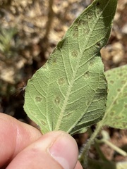 Puccinia helianthi