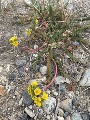 Ivesia lycopodioides