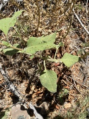 Puccinia helianthi