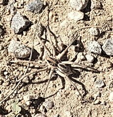 Hogna coloradensis