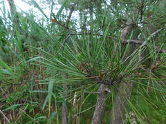Pinus thunbergii