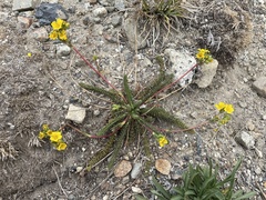 Ivesia lycopodioides