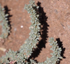 Halogeton glomeratus