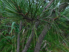 Pinus thunbergii