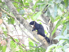 Callosciurus prevostii pluto