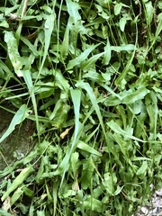 Asplenium rhizophyllum