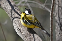Pachycephala fuliginosa