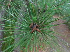 Pinus thunbergii