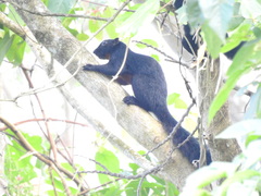 Callosciurus prevostii pluto