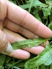 Asplenium rhizophyllum