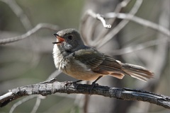 Pachycephala fuliginosa
