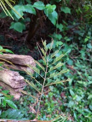 Senegalia nitidifolia