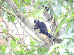 Callosciurus prevostii pluto