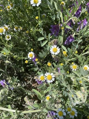 Matricaria chamomilla