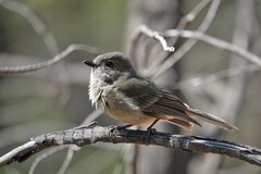 Pachycephala fuliginosa