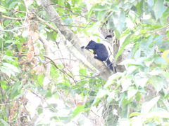 Callosciurus prevostii pluto