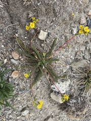 Ivesia lycopodioides