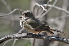 Pachycephala fuliginosa