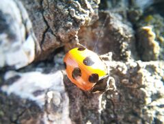 Coccinella magnifica