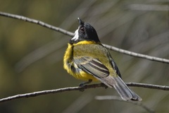 Pachycephala fuliginosa