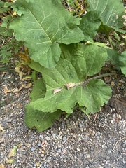 Arctium lappa