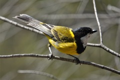 Pachycephala fuliginosa